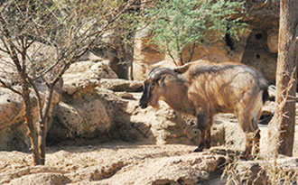 tahr site